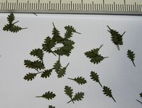 Northern Red Oak - Green Leaves